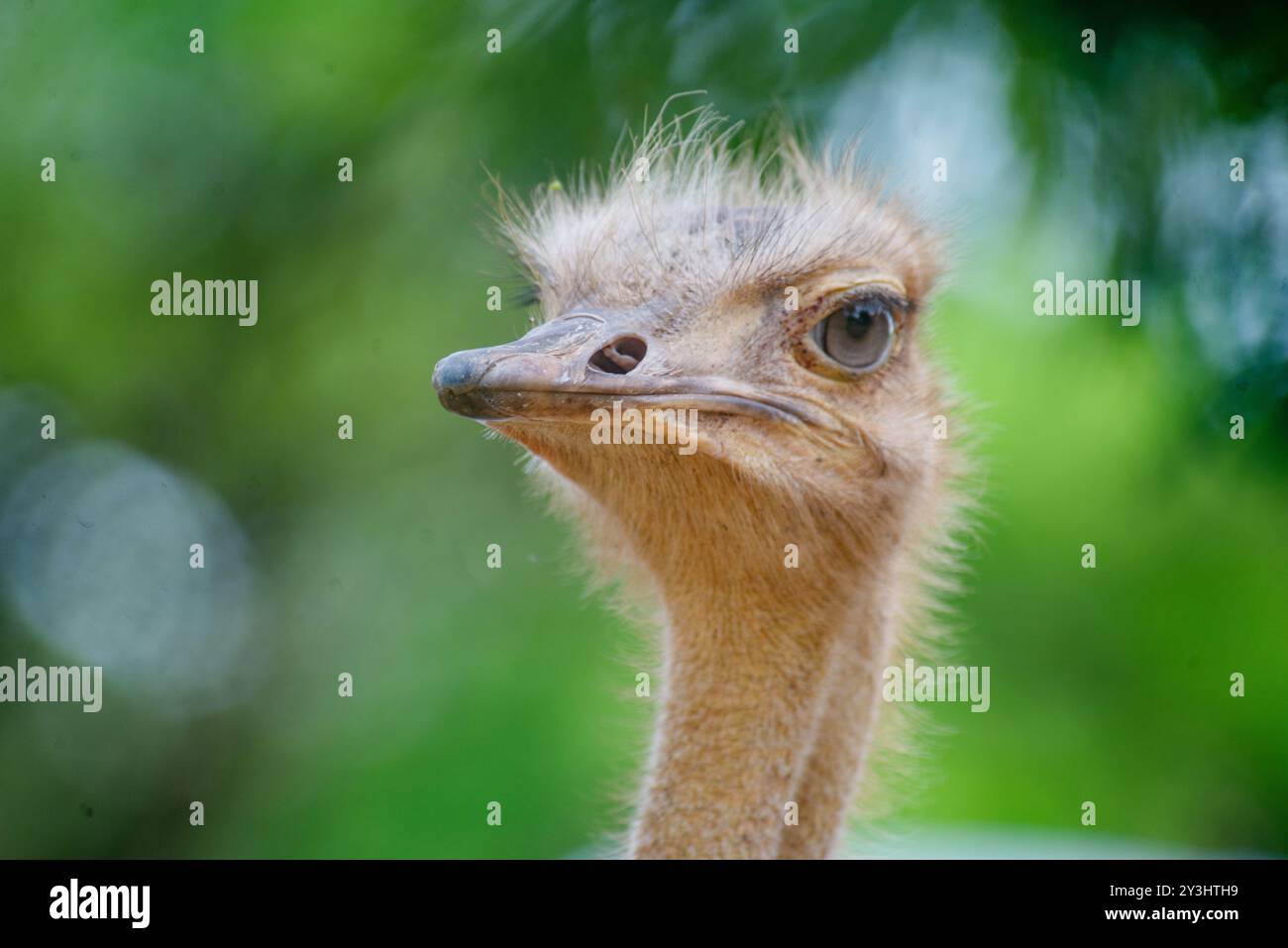 Strauß - Uganda Stockfoto
