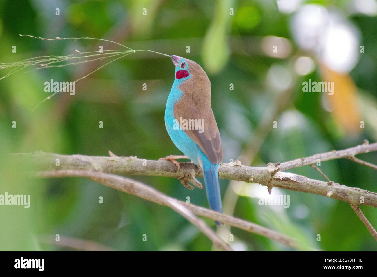 West Citril – Serinus frontalis – Kisoro (4) Stockfoto