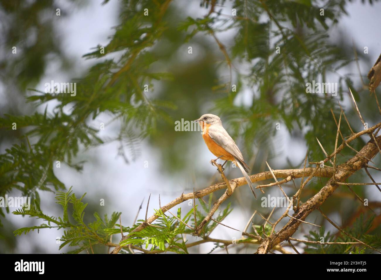 West Citril – Serinus frontalis – Kisoro (4) Stockfoto