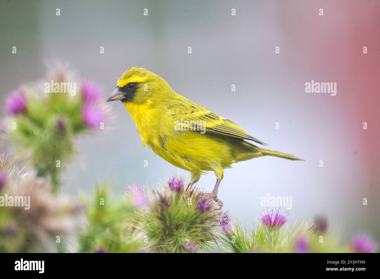 West Citril (Serinus frontalis) – Kisoro Stockfoto