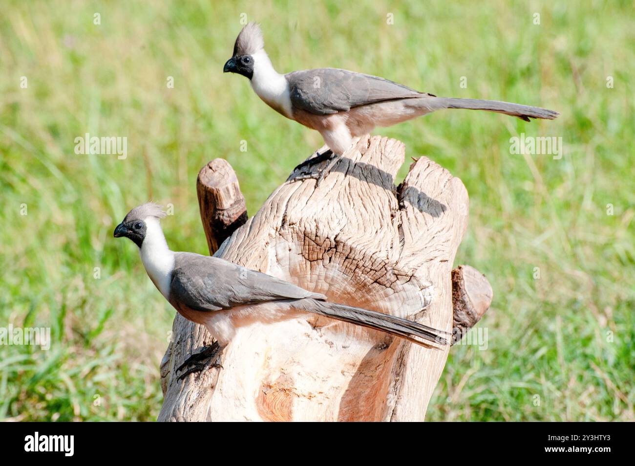 WEISSBAUCHVOGEL GO-AWY ( Corythaixoides leucogaster) - Uganda Stockfoto