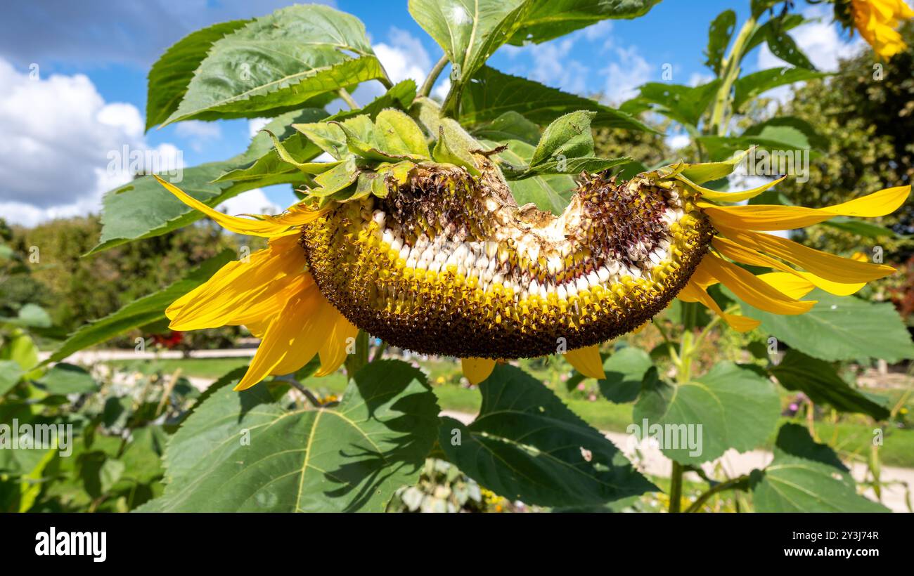 Ein Sonnenblumenkopf mit Samen. Stockfoto