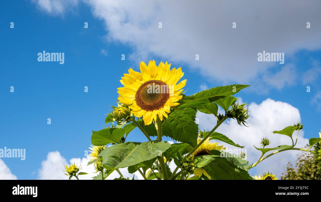 Sonnenblume am blauen Himmel. Stockfoto