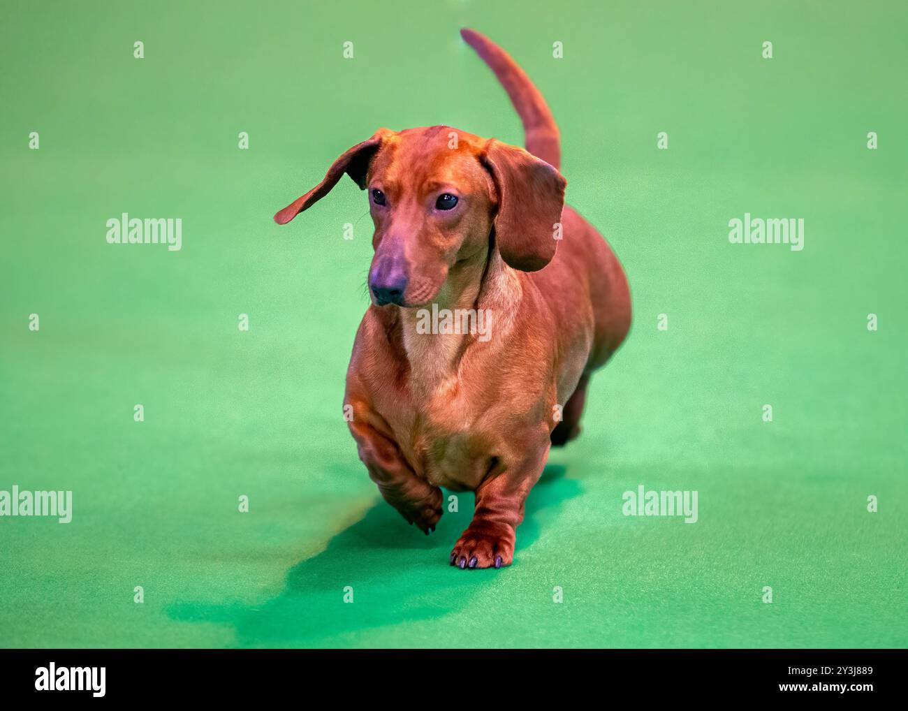 Standard glatthaariger Dachshund bei einer Hundeshow Stockfoto