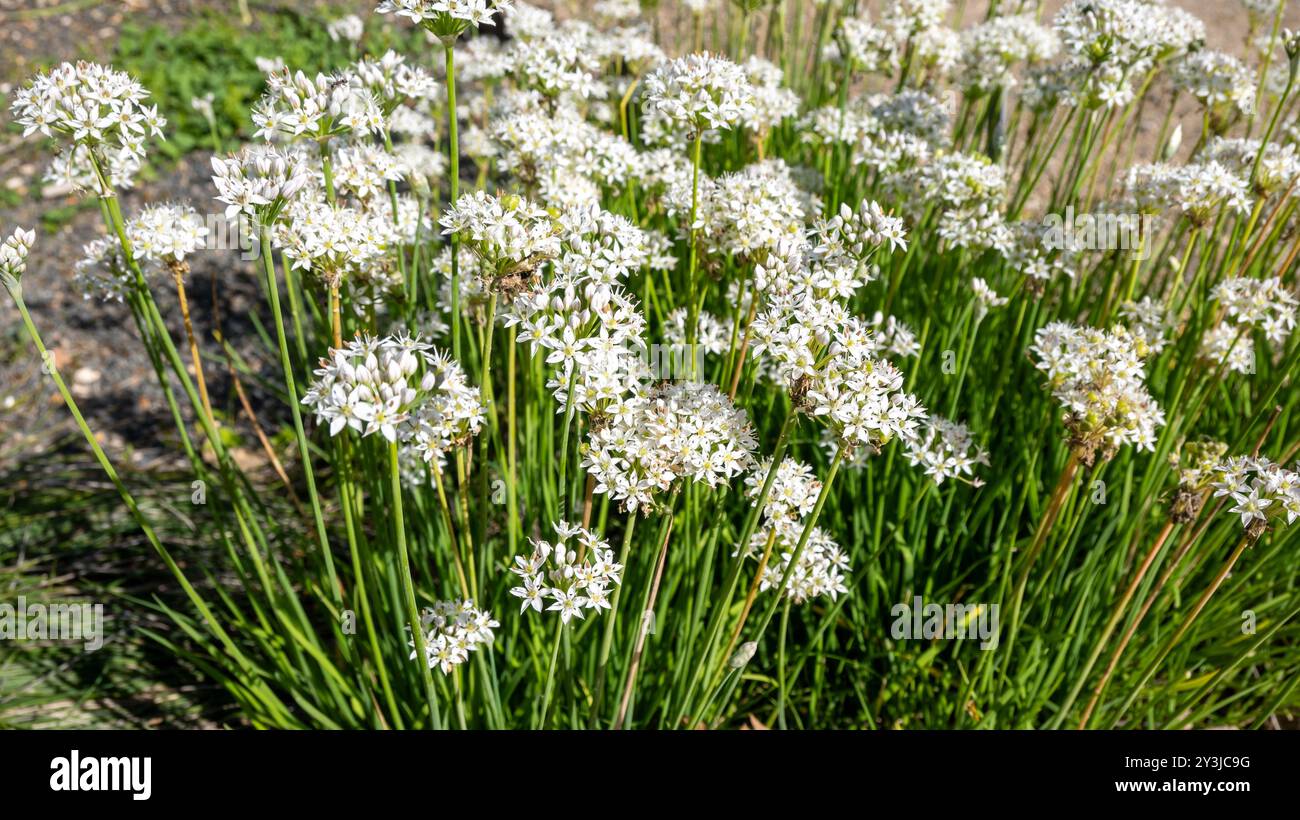 Allium Tuberosul (chinesischer Lauch, orientalischer Knoblauch, asiatischer Schnittlauch, Knoblauch, chinesischer Schnittlauch aus der Familie der Amaryllidaceae. Stockfoto