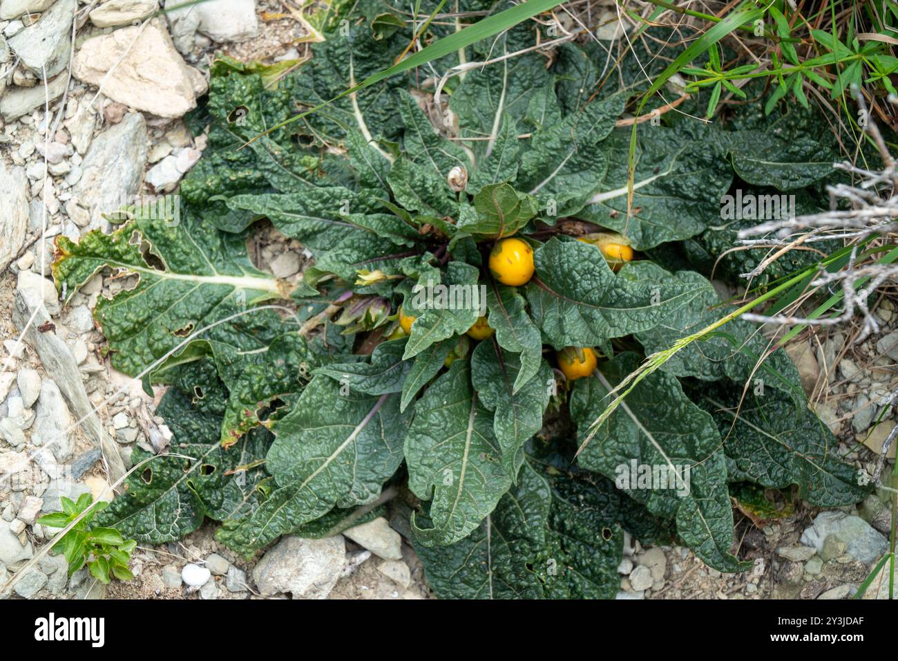 Mandragora officinarum auf Kreta 2 Stockfoto