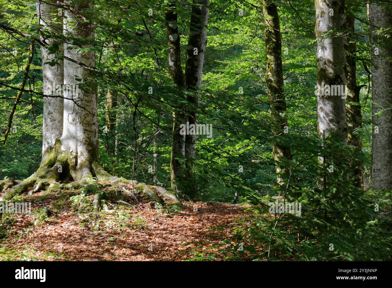 Wanderweg in einem Wald in Slowenien während des Sommers, wobei das Sonnenlicht durchdringt Stockfoto