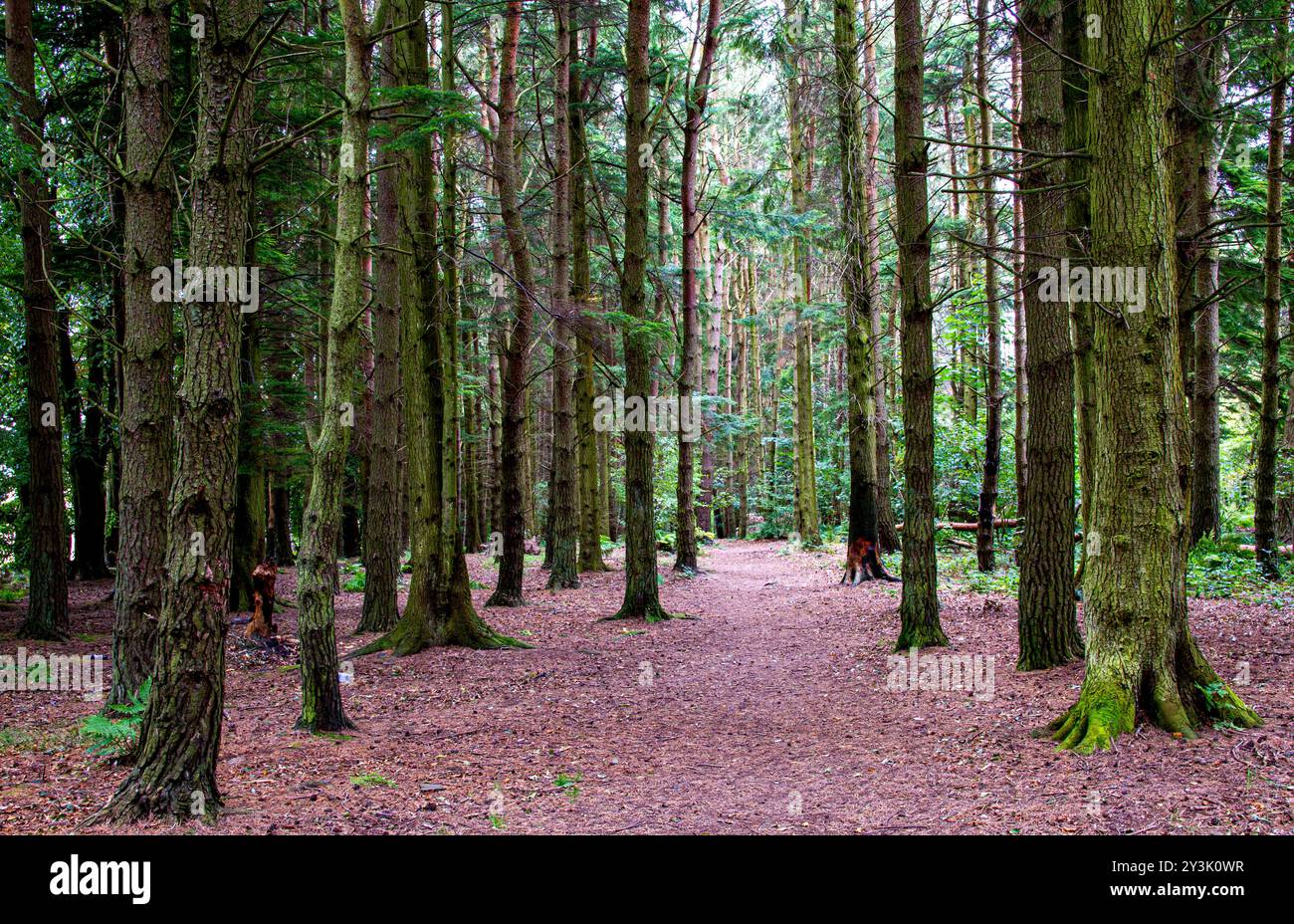 Dundee, Tayside, Schottland, Großbritannien. September 2024. Wetter in Großbritannien: Nächtlicher Herbstregen brachte feuchte, bewölkte und luftige Bedingungen im Clatto Park Woods. Die üppigen Plantagen und das feuchte Gelände sorgen im September für eine unheilvolle Stimmung und sind somit ideal für Horrorfilme. Die Wälder in Dundee, Schottland, bieten gewundene Naturwege, eine wunderschöne Tierwelt und eine atemberaubende Landschaft. Quelle: Dundee Photographics/Alamy Live News Stockfoto