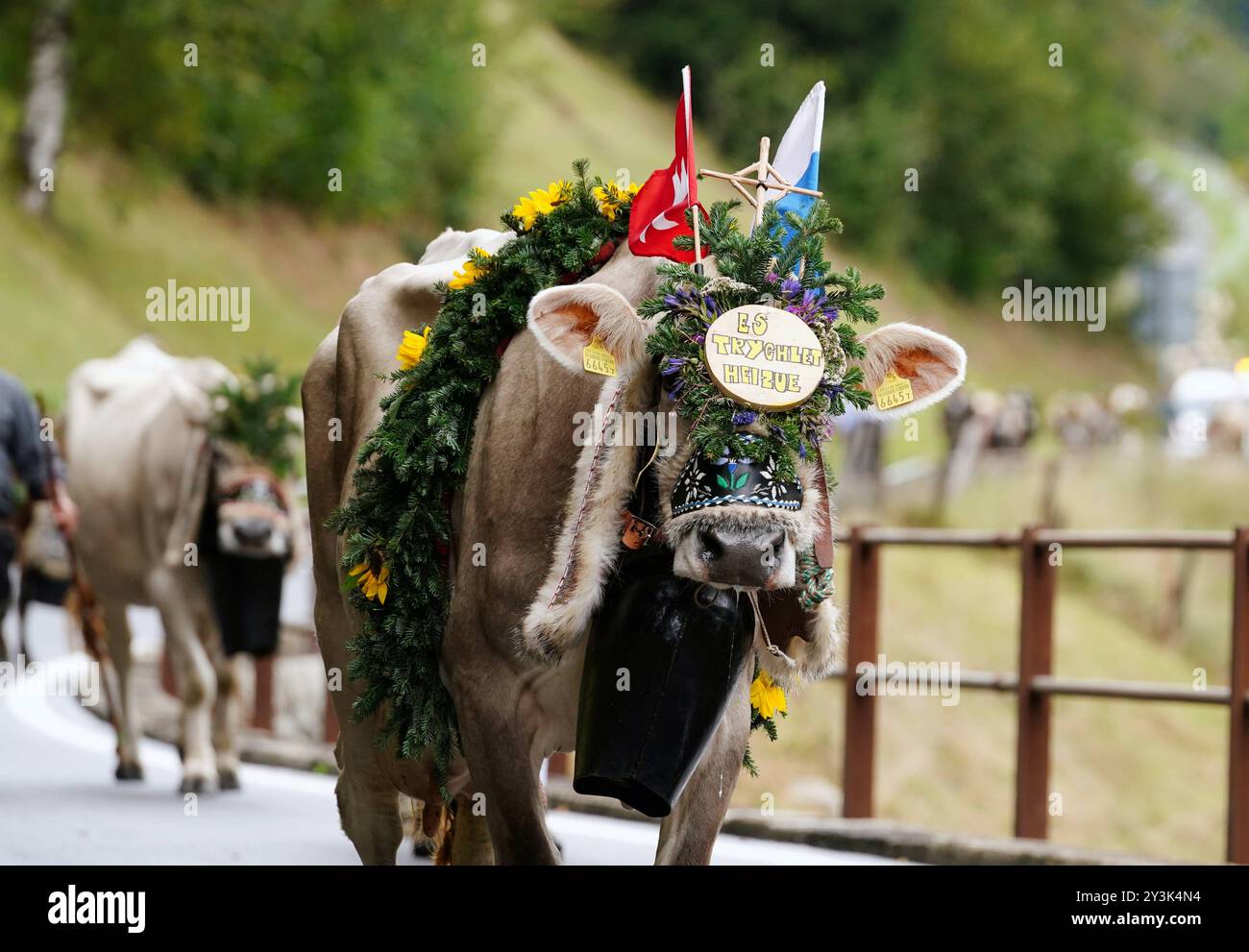 Anton Geisser 14.09.2024 Kanton Bern, Schweiz. Rueckkehr der Kuehe ins Tal. Alpabfahrt Engstlenalp - Innertkirchen. Berner Oberland Bild : Kuh mit Kuhglocke und Blumenschmuck auf dem Kopf . *** Anton Geisser 14 09 2024 Kanton Bern,Schweiz Rückkehr der Kühe ins Tal Alpabfahrt Engstlenalp Innertkirchen Bernese Oberland Bild Kuh mit Kuhglocke und Blumenschmuck auf dem Kopf Stockfoto