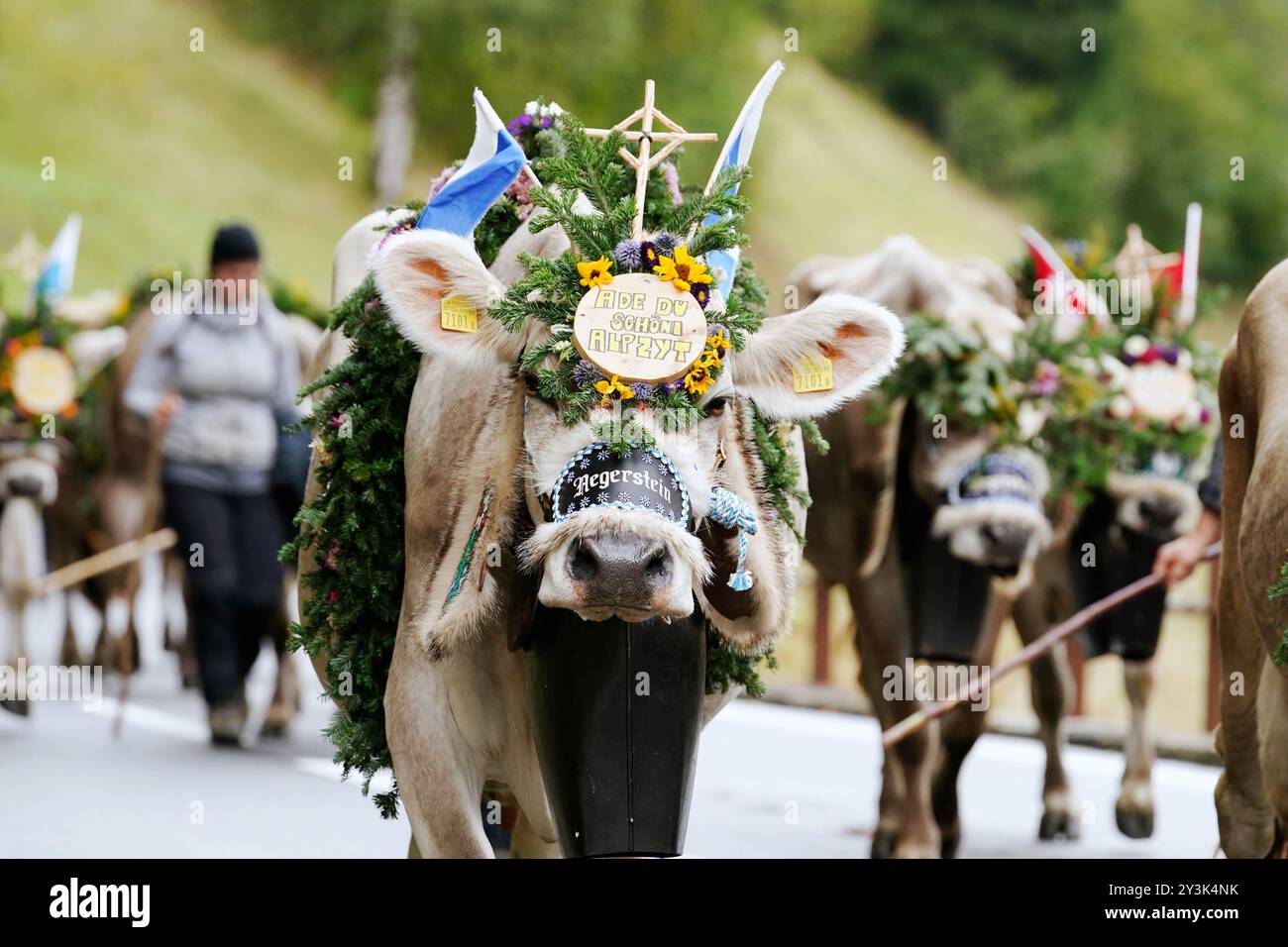 Anton Geisser 14.09.2024 Kanton Bern, Schweiz. Rueckkehr der Kuehe ins Tal. Alpabfahrt Engstlenalp - Innertkirchen. Berner Oberland Bild : Kuh mit Kuhglocke und Blumenschmuck auf dem Kopf . *** Anton Geisser 14 09 2024 Kanton Bern,Schweiz Rückkehr der Kühe ins Tal Alpabfahrt Engstlenalp Innertkirchen Bernese Oberland Bild Kuh mit Kuhglocke und Blumenschmuck auf dem Kopf Stockfoto