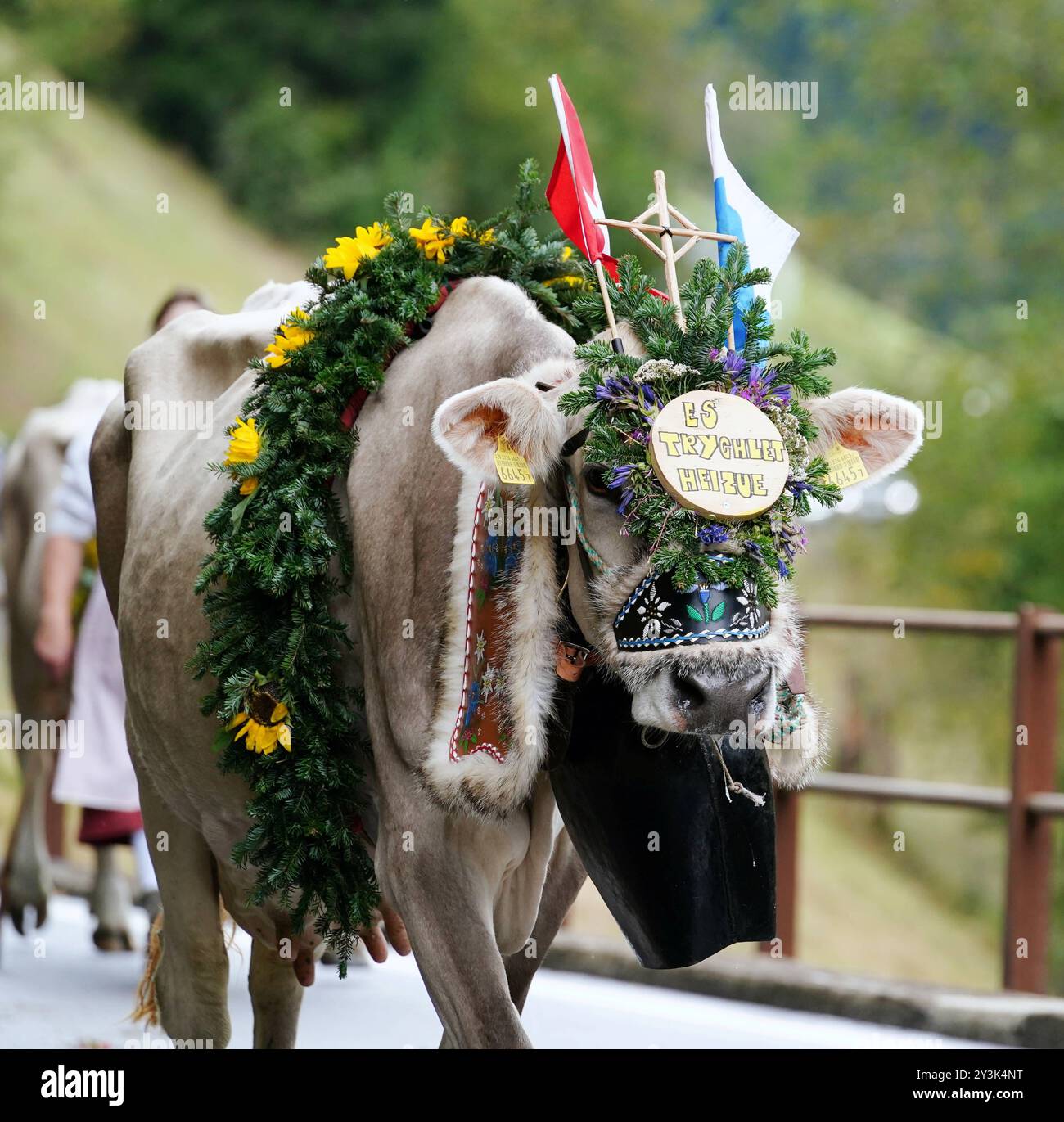 Anton Geisser 14.09.2024 Kanton Bern, Schweiz. Rueckkehr der Kuehe ins Tal. Alpabfahrt Engstlenalp - Innertkirchen. Berner Oberland Bild : Kuh mit Kuhglocke und Blumenschmuck auf dem Kopf . *** Anton Geisser 14 09 2024 Kanton Bern,Schweiz Rückkehr der Kühe ins Tal Alpabfahrt Engstlenalp Innertkirchen Bernese Oberland Bild Kuh mit Kuhglocke und Blumenschmuck auf dem Kopf Stockfoto