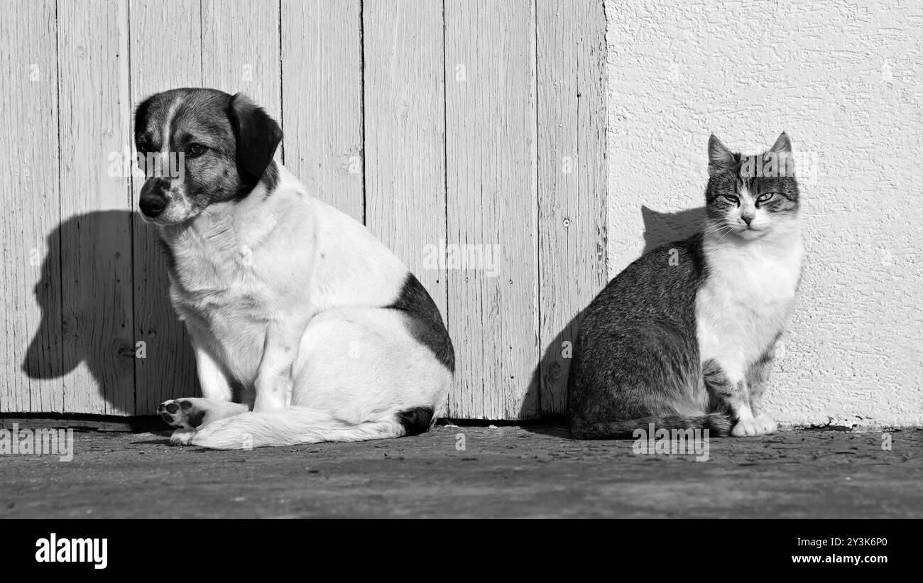 Ein Hund und eine Katze sitzen draußen im Sonnenlicht zusammen an einer hölzernen und gelben Wand, im Breitbildformat und in Schwarzweiß Stockfoto