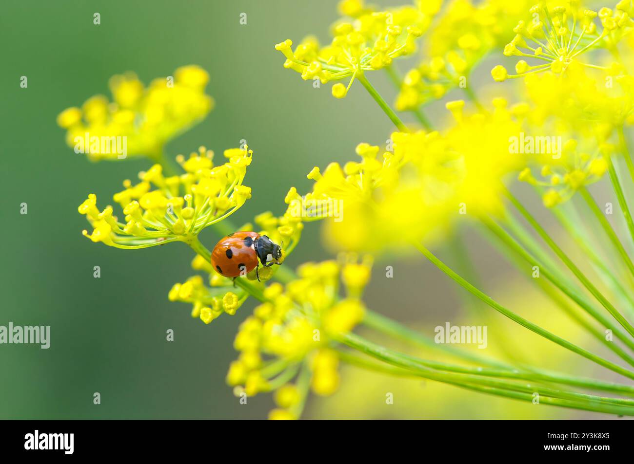 Ein Siebenfleckiger Marienkäfer (Coccinella septempunctata) auf einem Common Rue Blumenkopf (Ruta graveolens). Stockfoto