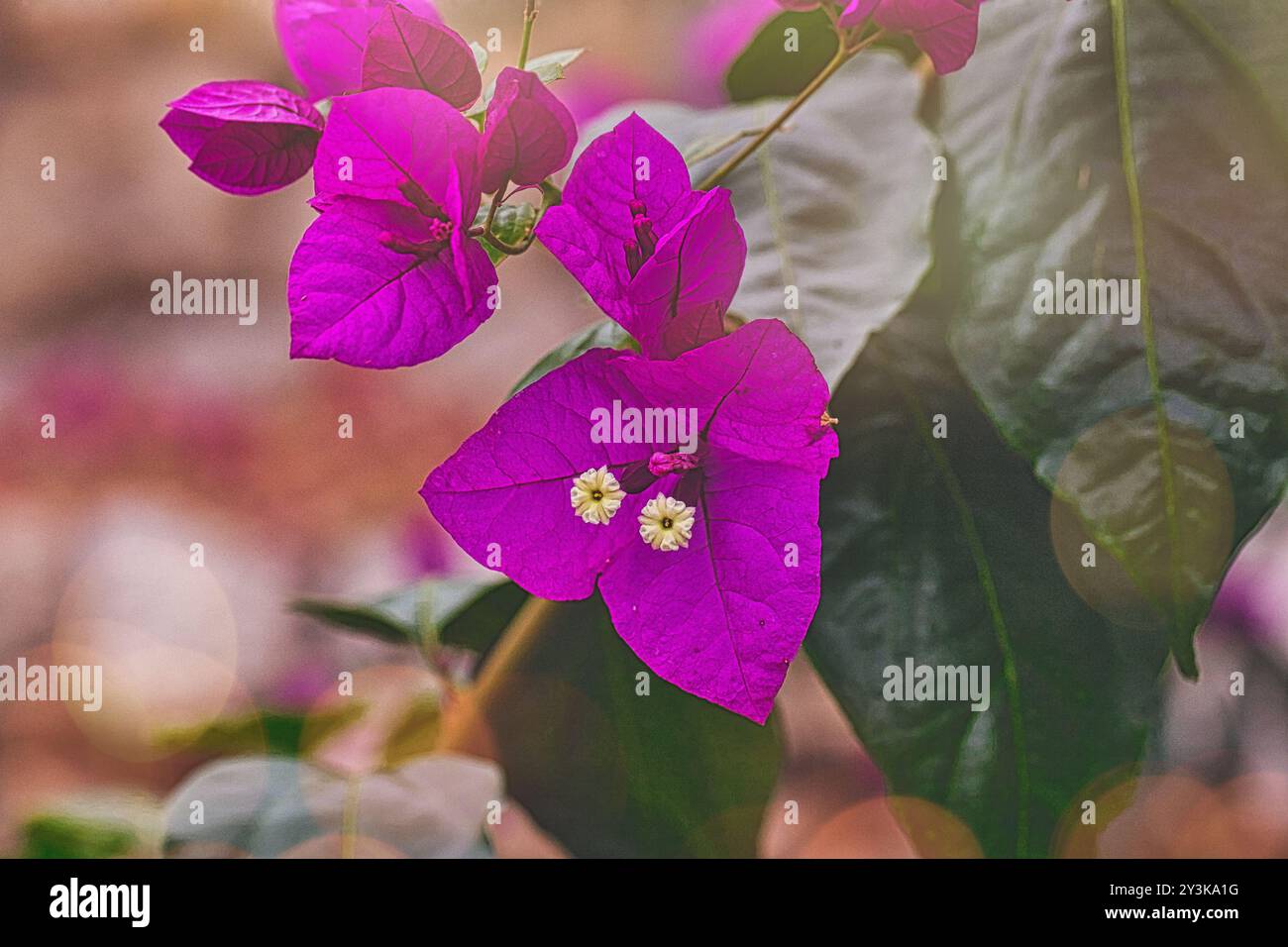 Nahaufnahme leuchtender violetter Bougainvillea-Blüten mit grünen Blättern, die zarte weiße Mitte zeigen. Der weiche Bokeh-Hintergrund sorgt für einen traumhaften Effekt. Stockfoto