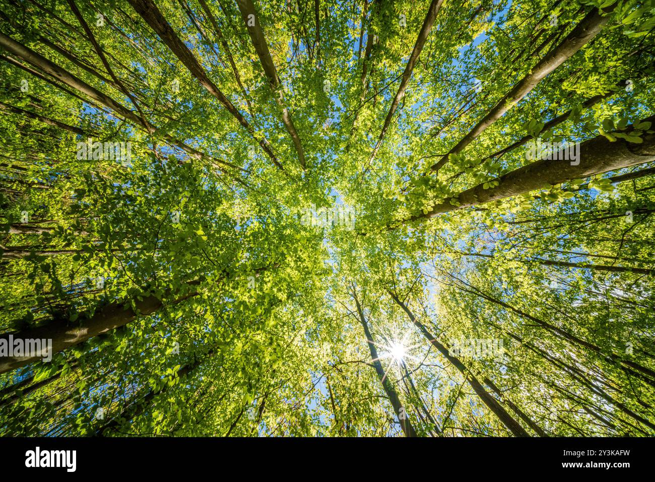 Ein wunderschöner Blick auf den grünen Wald mit Sonnenlicht, das sanft durch Bäume filtert Stockfoto