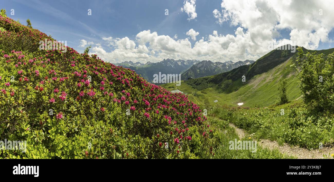 Alpenrosenblüte, Panorama vom Fellhorn über den Schlappoldsee und Bergstation der Fellhornbahn bis zum zentralen Hauptkamm des Allgi¿½ Stockfoto