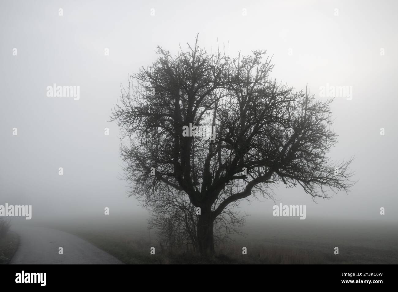 Dramatische Landschaft mit einem blattlosen Baum, einer Landstraße und einer von Morgennebel bedeckten Wiese an einem kalten Dezembertag in Schwabisch Hall, Deutschland, E Stockfoto