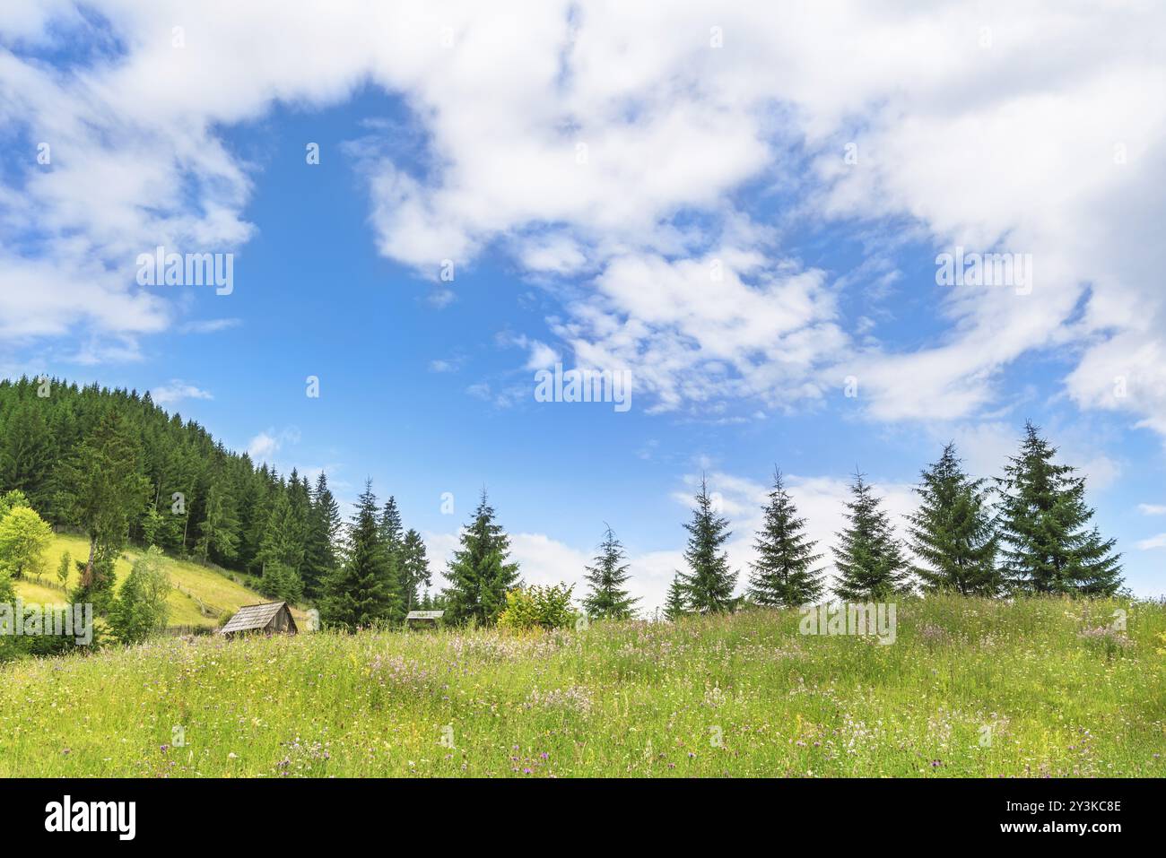 Atemberaubende Sommerlandschaft mit den Karpaten und ihren Wiesen voller Blumen, Holzhütten und Wälder, unter einem Himmel mit weißen Wolken Stockfoto