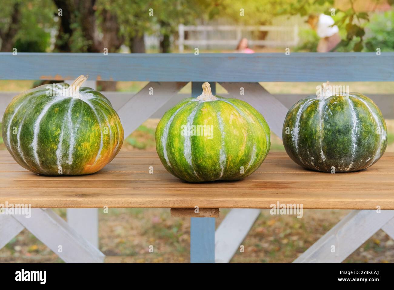 Kürbis in einem Herbstgarten. Verschiedene Kürbisse auf einem Holztisch gestapelt. Ernte- und Gartendekoration. Halloween-Symbole. Sonniger Tag. Stockfoto