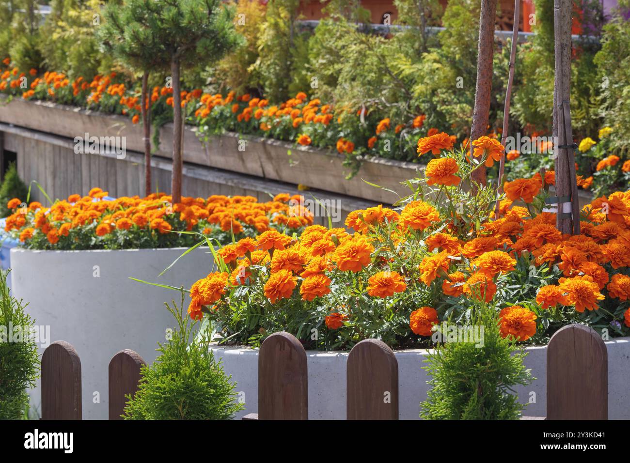 Kleine und orangene Blumen in Töpfen im Garten Stockfoto