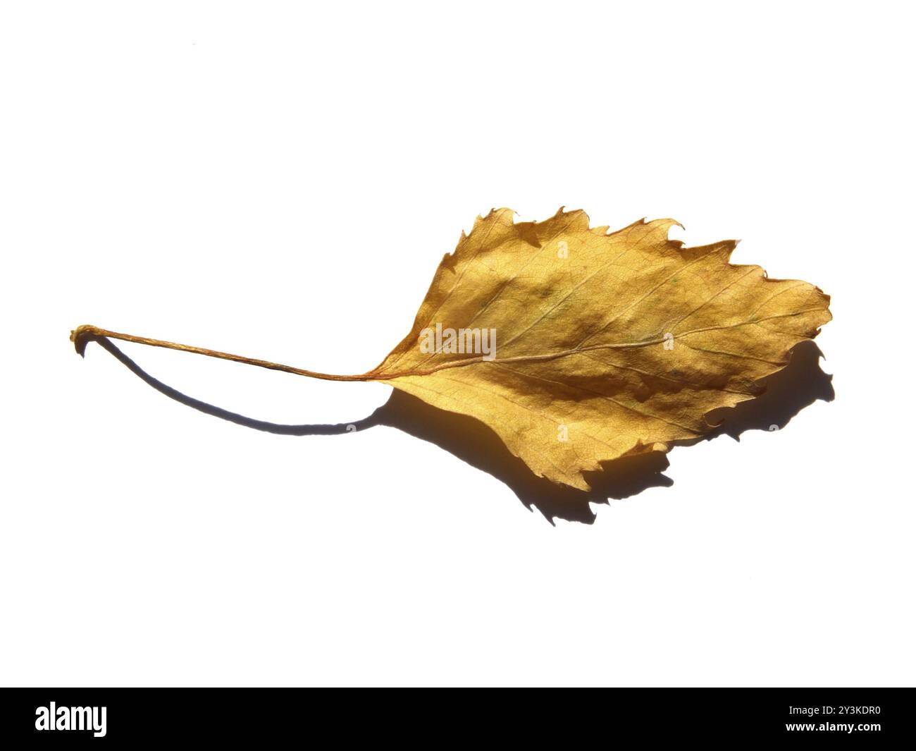 Nahaufnahme eines einzelnen gelben Herbstbirkenblattes auf weißem Hintergrund mit Schatten Stockfoto