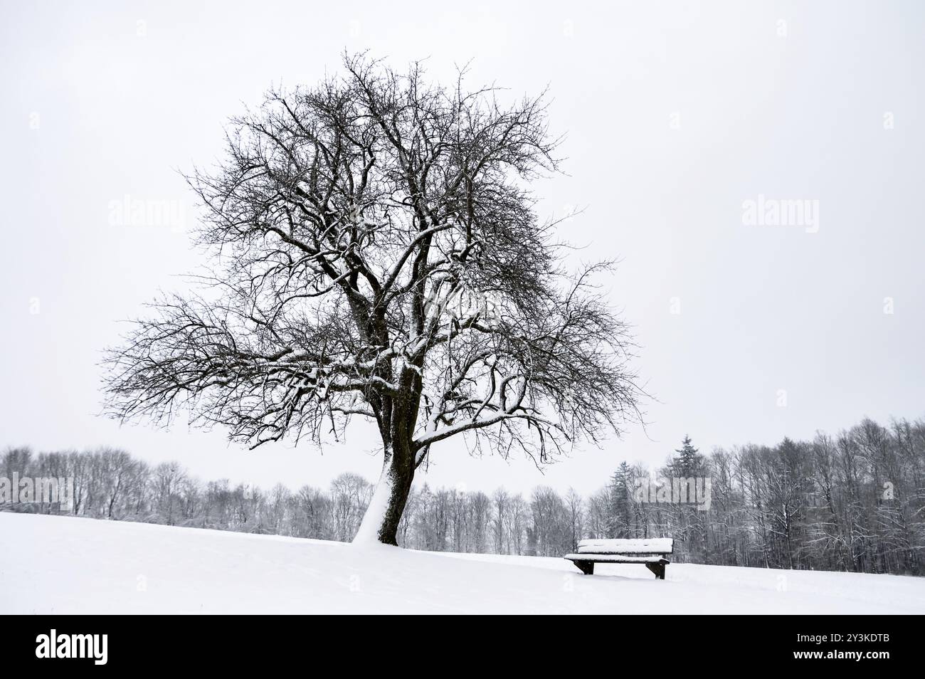 Minimalistische Winterlandschaft mit einem verschneiten Baum und einer Holzbank, auf einem schneebedeckten Hügel, bedeckter Himmel und weißer Umgebung, in Deutschland Stockfoto