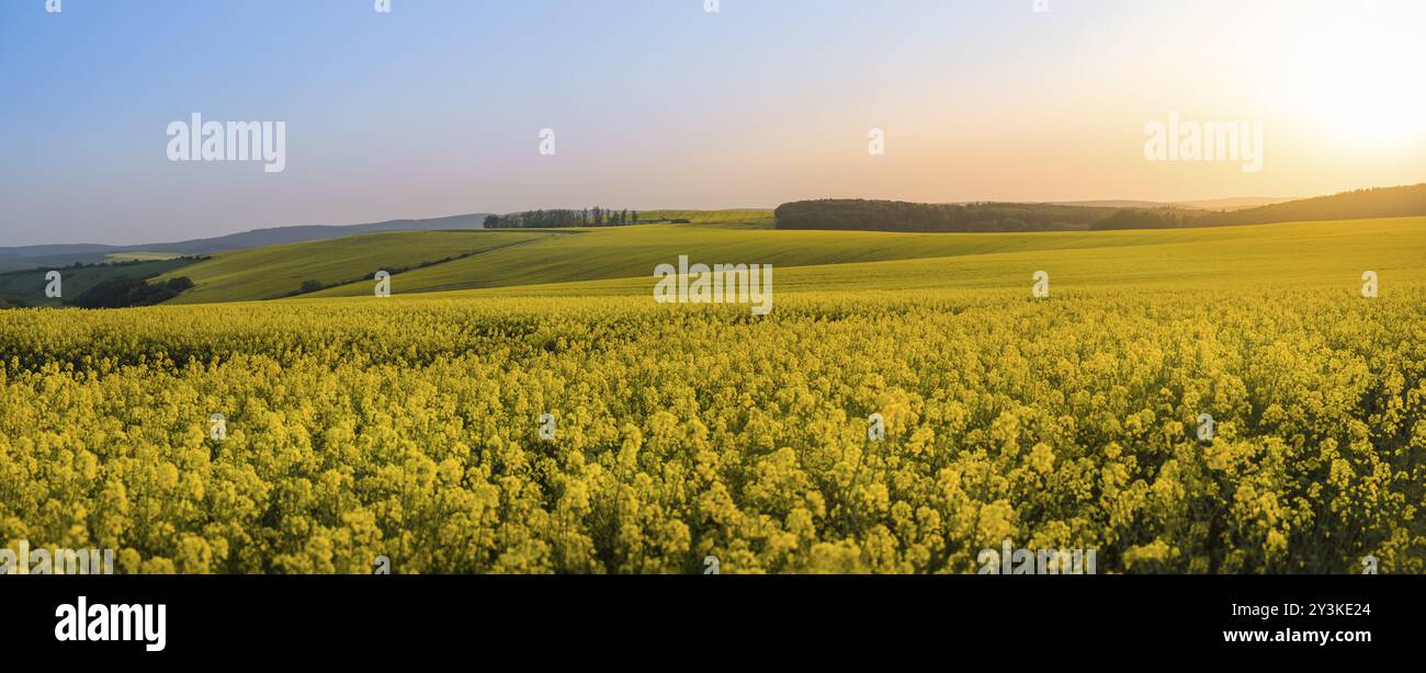 Panoramablick bei Sonnenuntergang, über Hügel blühender Rapskulturen in Südmähren, Bezirk Brünn, in Tschechien, an einem sonnigen Tag im Mai Stockfoto