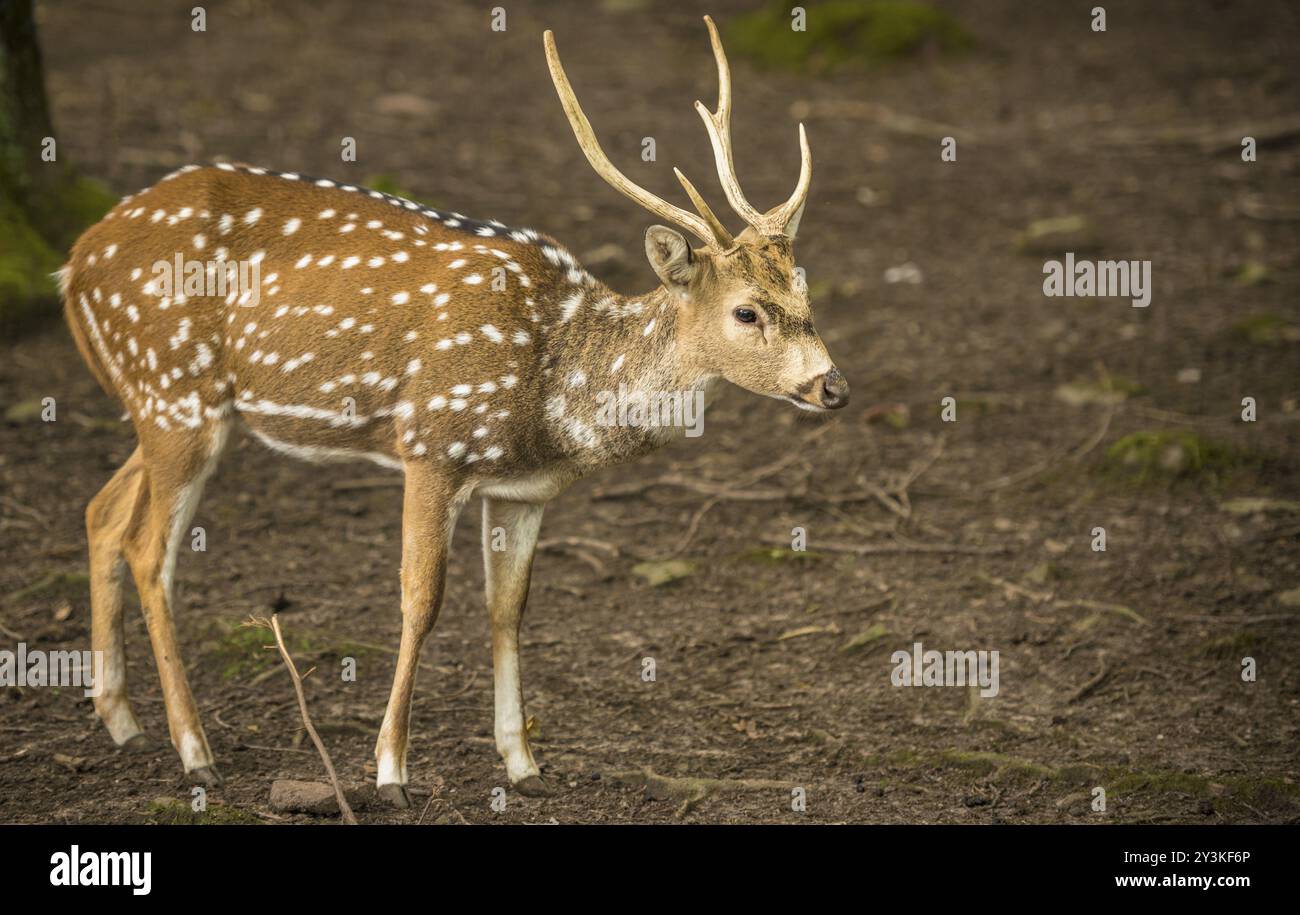 Profilbild mit einem niedlichen Bock aus der Axis Deer Specie, auch bekannt als Chital oder Spoted Deer. Aufgenommen in Pforzheim, Deutschland, Europa Stockfoto
