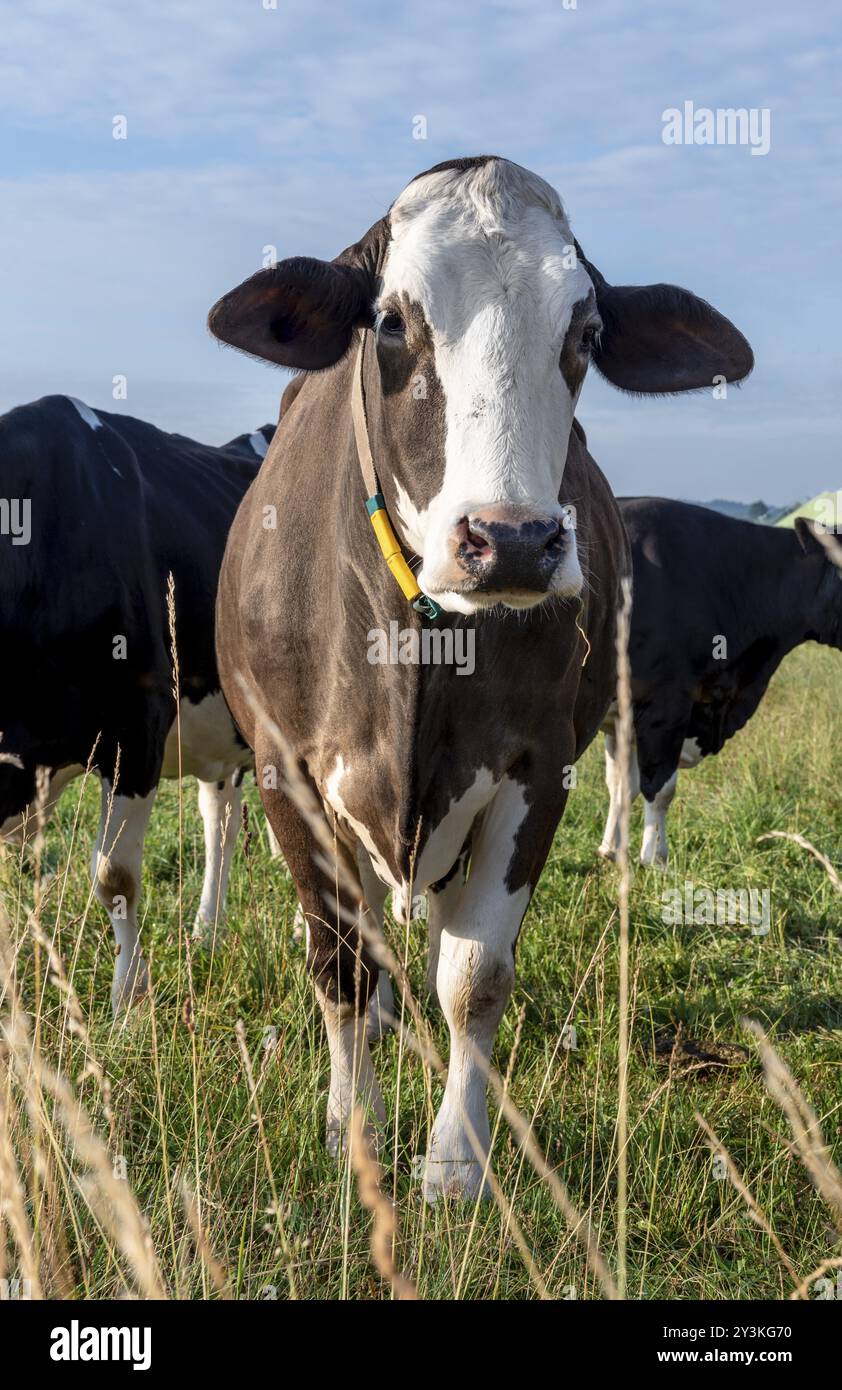 Sanfte Kuh aus der Rasse Holstein mit lustigen Ohren in die Kamera schaut Stockfoto