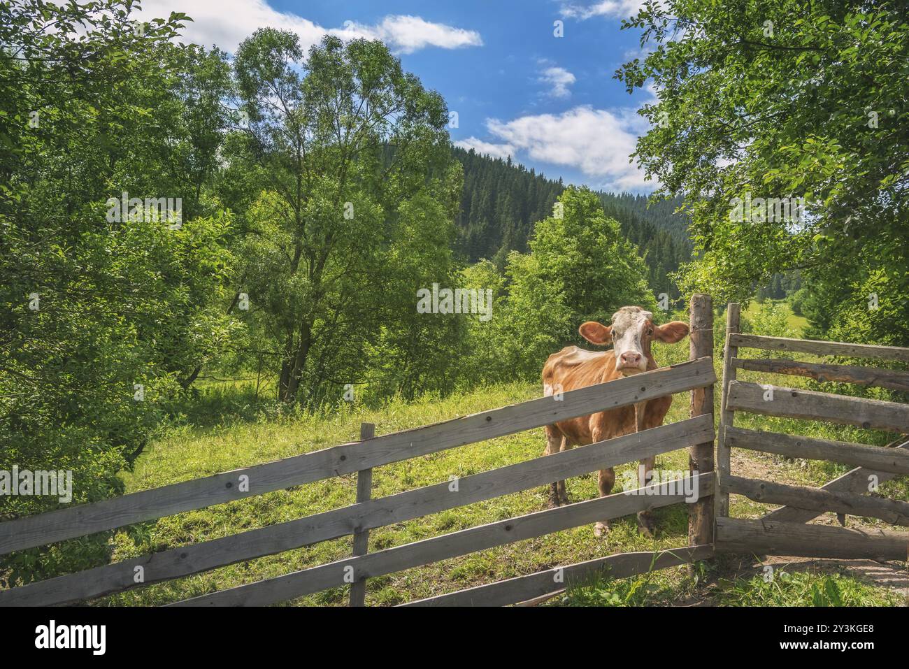 Sommerlandschaft mit einer neugierigen Kuh, hinter einem alten Holzzaun, umgeben von grüner Natur, und den Karpaten im Hintergrund, in Rumänien Stockfoto