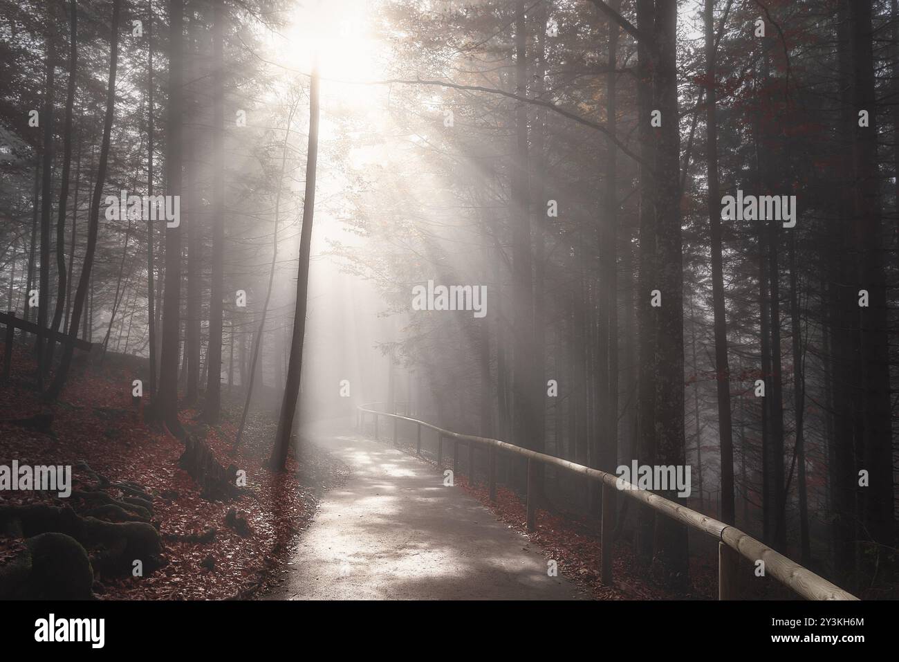 Endlose Straße durch einen dunklen Wald, in Herbstfarben, von Nebel umhüllt und von Sonnenstrahlen erleuchtet, in Füssen, Deutschland, Europa Stockfoto