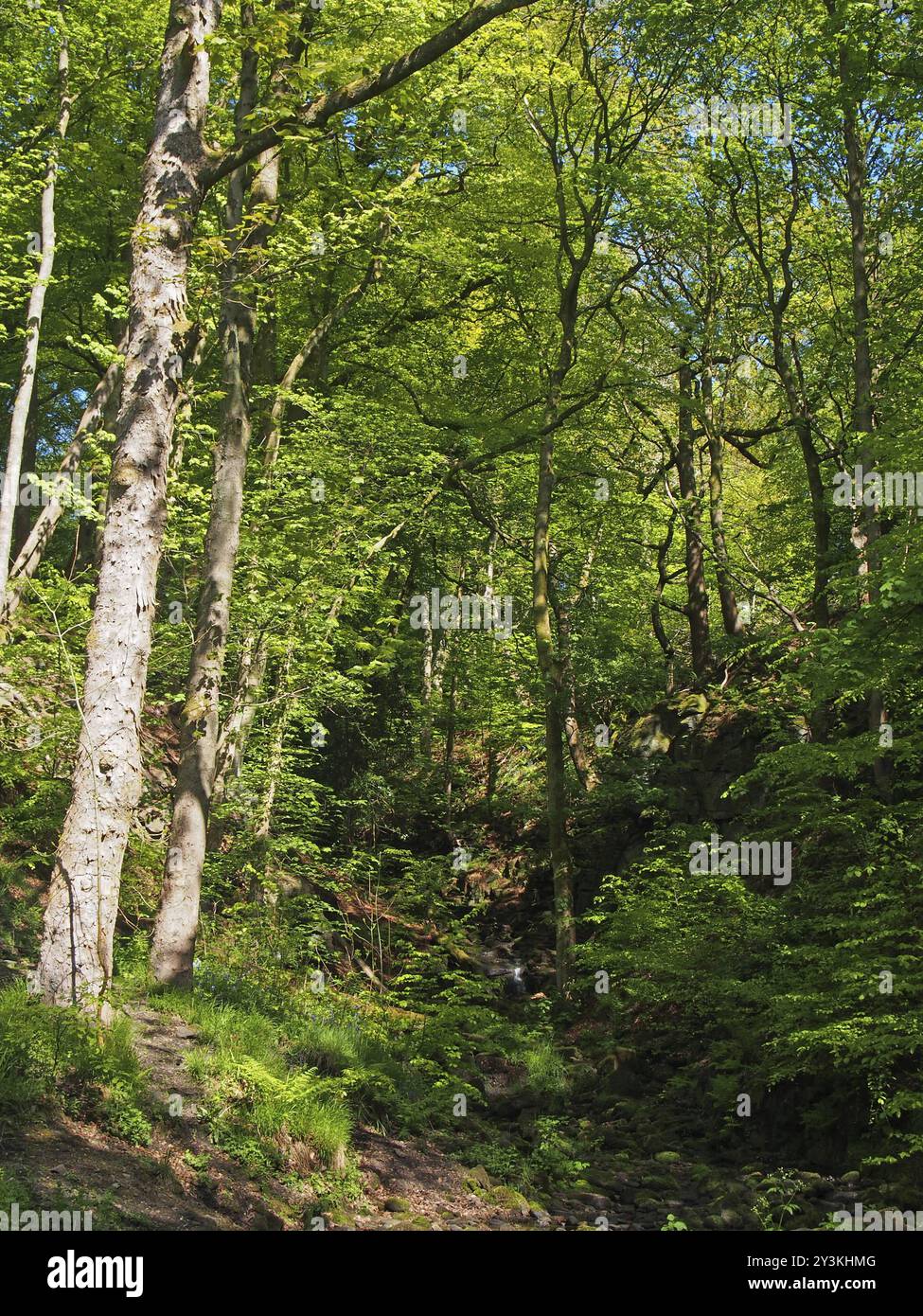 Lebhafte grüne Frühlingswälder in einem steilen Hangtal mit hohen Buchen in Nussklauenwäldern nahe der hebdenbrücke Stockfoto