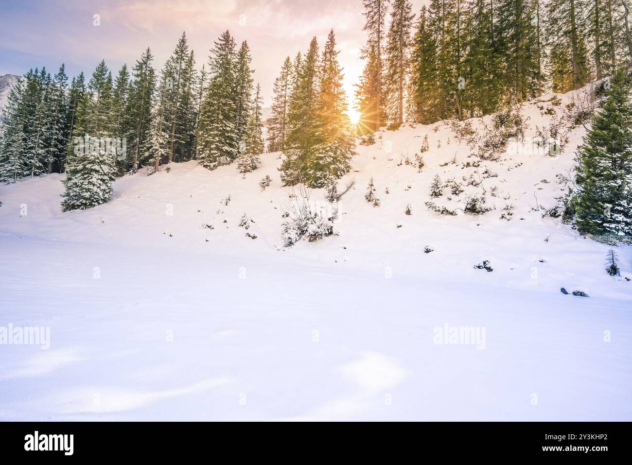 Winterlandschaft mit grünen Tannenwäldern, die von Schnee bedeckt sind und von einer wunderschönen Dezembersonne aufgewärmt werden. Aufnahme in Ehrwald, Österreich, Europa Stockfoto