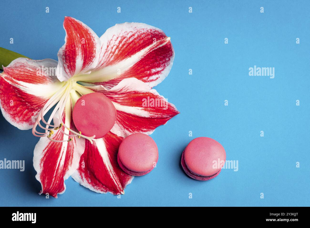 Köstliche rosafarbene Makronen auf einer großen roten und weißen Blume, auf blauem Hintergrund. Flache Ladefläche mit Kopierraum. Minimalistischer Stil. Traditionelles französisches Dessert Stockfoto