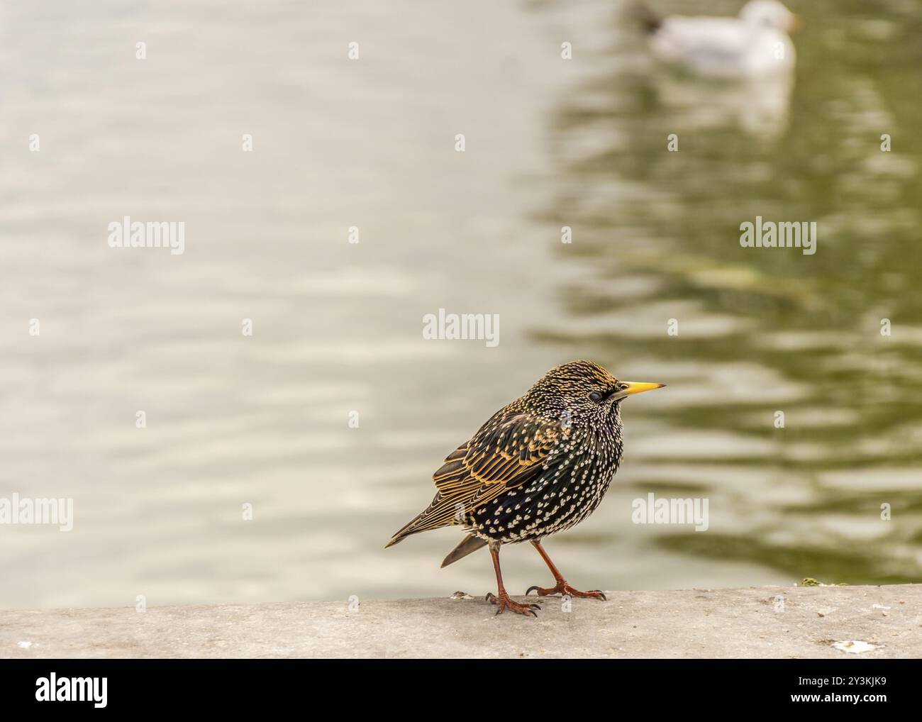 Bild mit einem kleinen Vogel und gesprenktem Gefieder, dem gewöhnlichen Starling, wissenschaftlich Sturnus vulgaris genannt Stockfoto