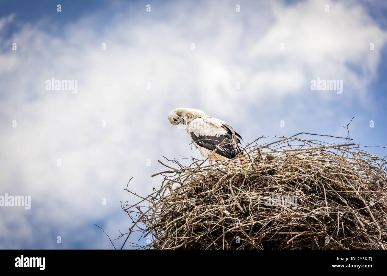 Vogelfotografie mit einem Weißstorch in seinem Nest auf einem Strommast im Dorf Sadova, Suceava, Rumänien, Europa Stockfoto