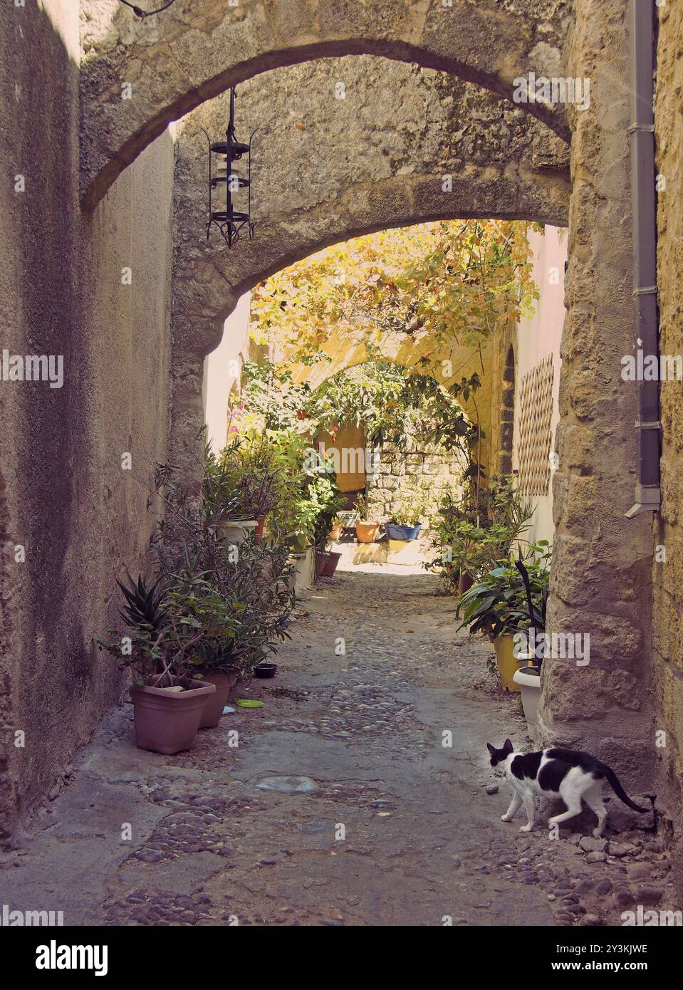 Eine alte, sonnendurchflutete Gasse in rhodos Stadt mit Steinbögen zwischen Mauern und Topfpflanzen und einer Katze, die zu einer Tür geht Stockfoto