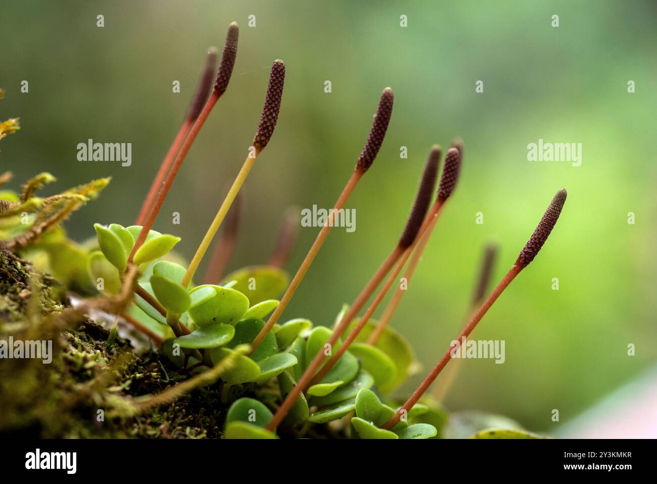Bryum capillare im amazonaswald Stockfoto