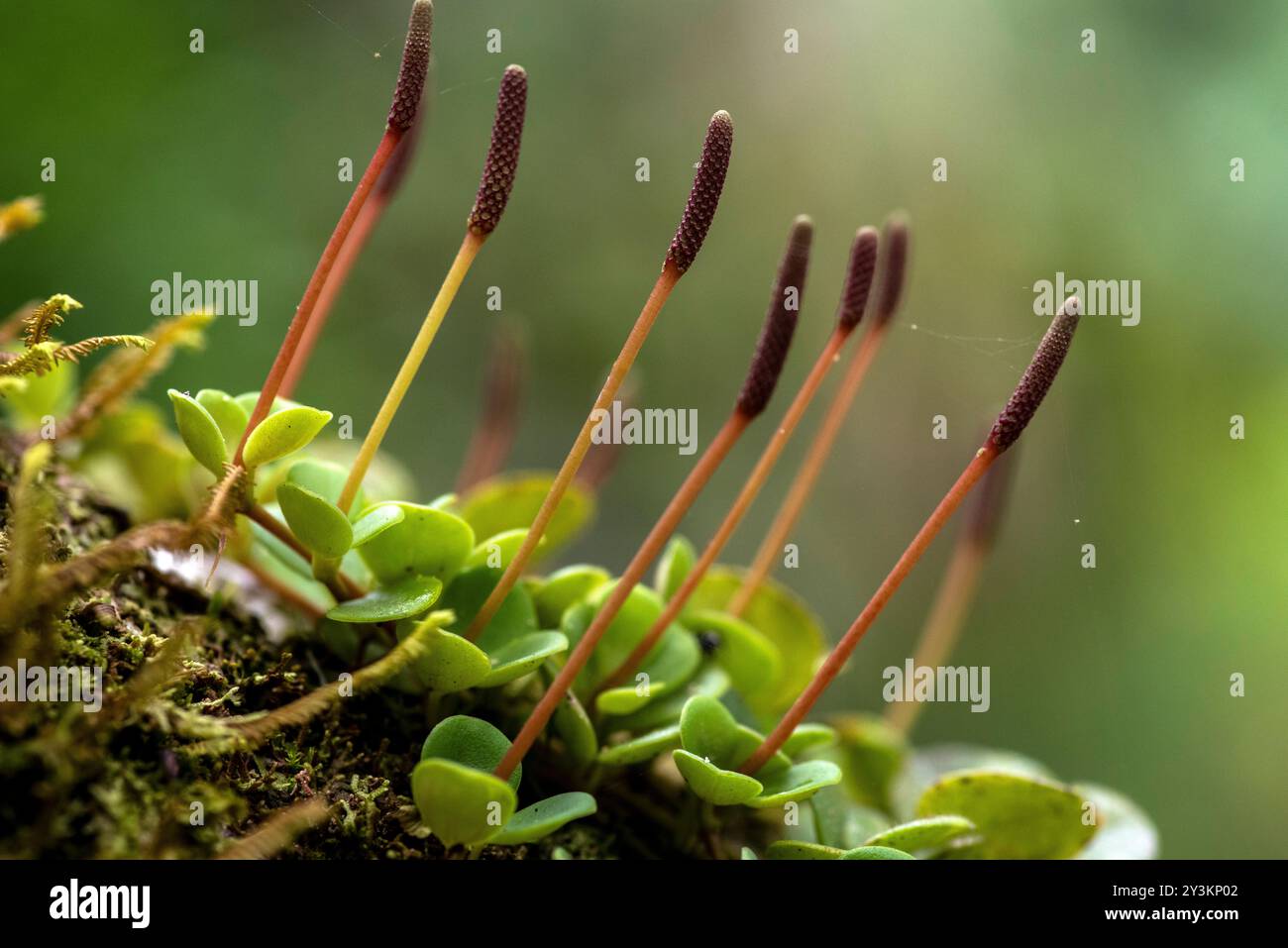 Bryum capillare im amazonaswald Stockfoto