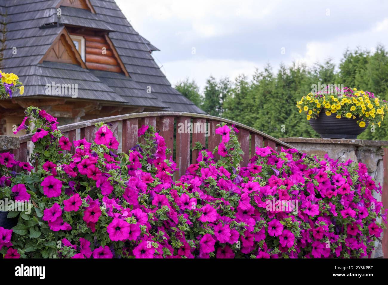Fliederblumen auf dem Hintergrund eines Holzzauns im Garten Stockfoto