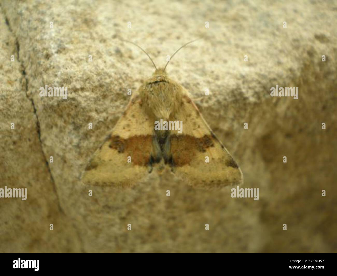 Marmorierte Klee (Heliothis viriplaca) Insecta Stockfoto