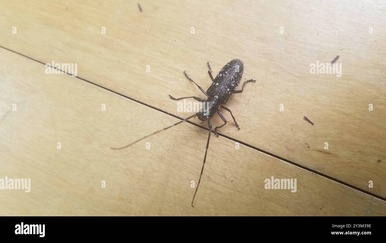 Weiß-gepunktete Säge (Monochamus scutellatus) Insecta Stockfoto