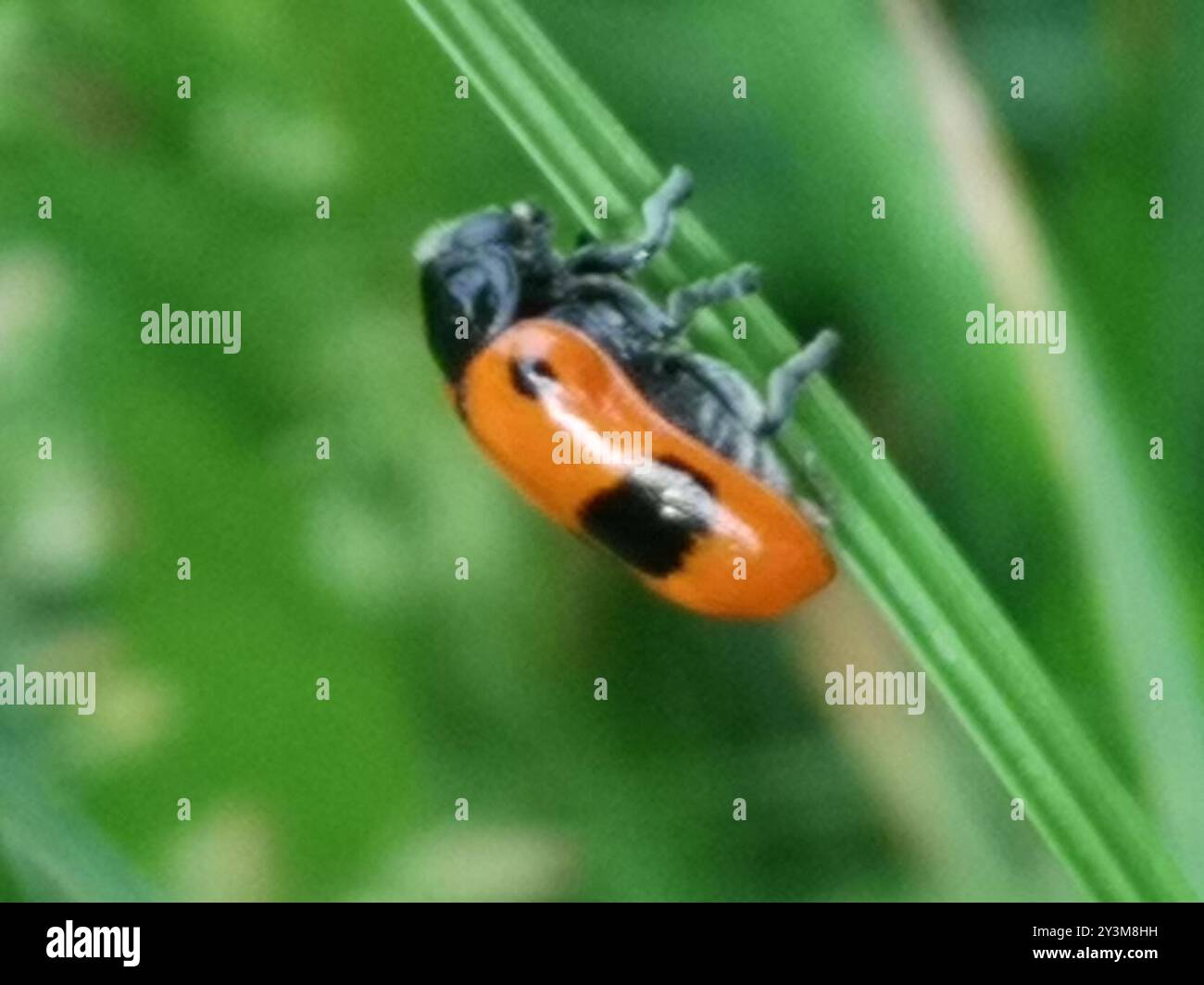 (Clytra laeviuscula) Insecta Stockfoto