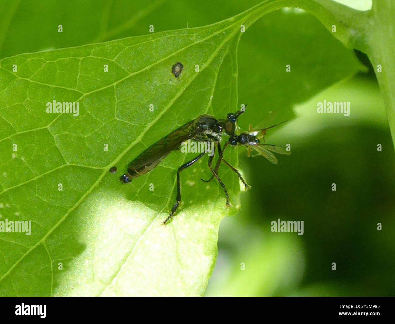 Streifenbeinige Räuberfliege (Dioctria hyalipennis) Insecta Stockfoto