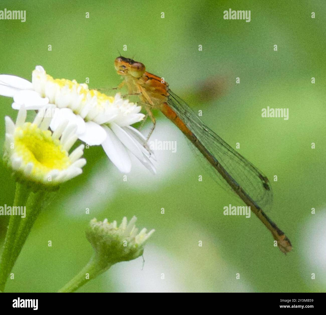 Östlicher Gabelschwanz (Ischnura verticalis) Insecta Stockfoto