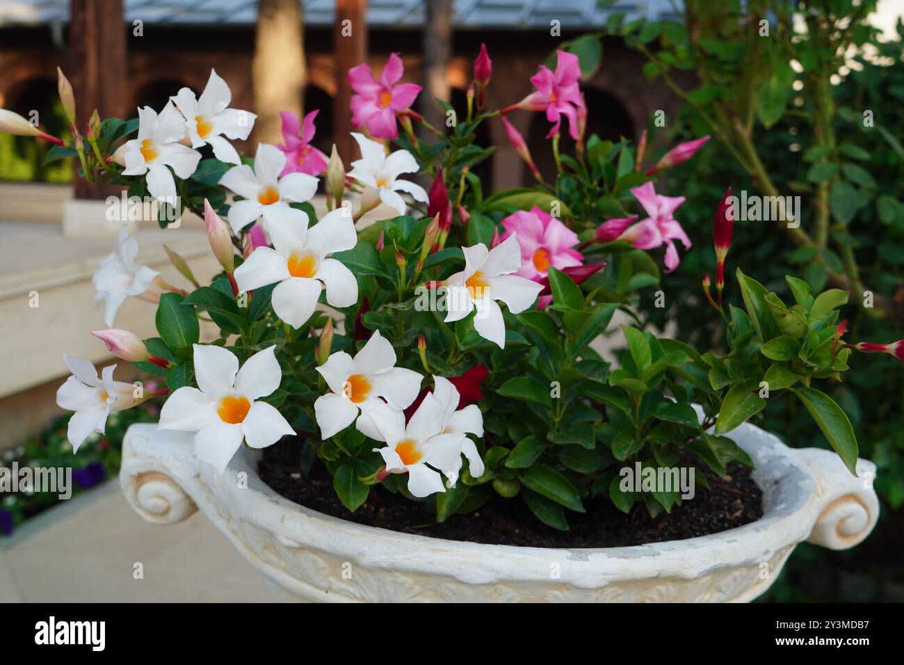 Dipladenia topf -Fotos und -Bildmaterial in hoher Auflsung  Alamy