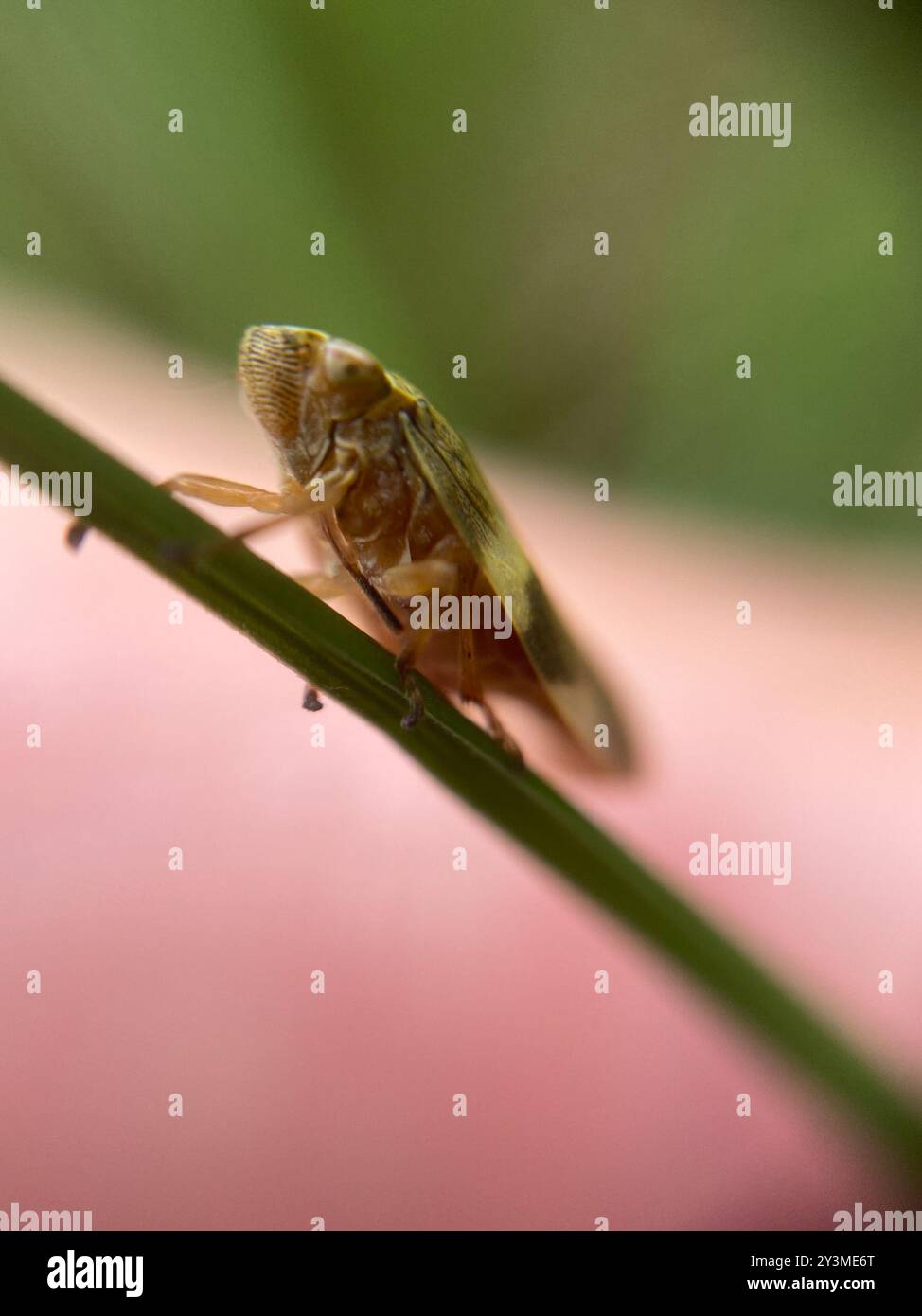 Alder Spittlebug (Aphrophora alni) Insecta Stockfoto