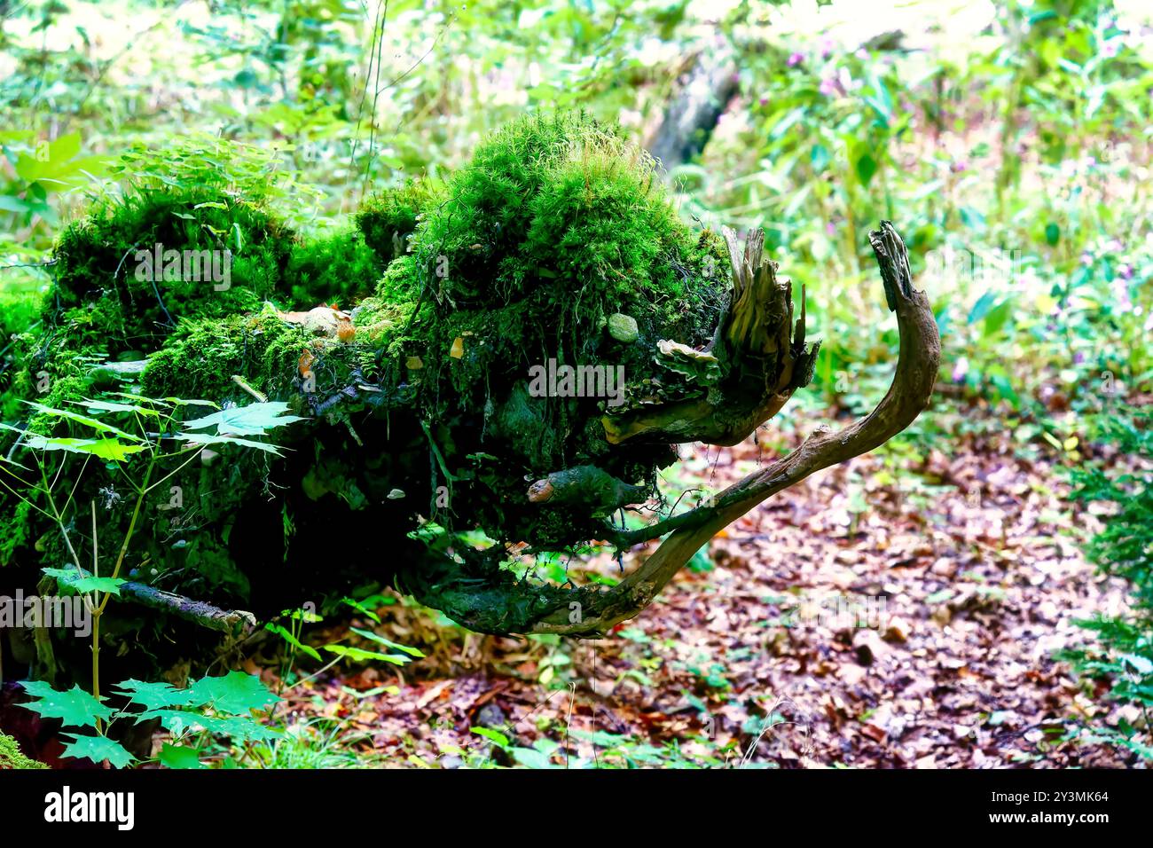 Foto einer mystischen Fantasy-Waldbewohner, die bei einer Wanderung entlang des Wuerm gefunden wurde, aus nächster Nähe. Stockfoto