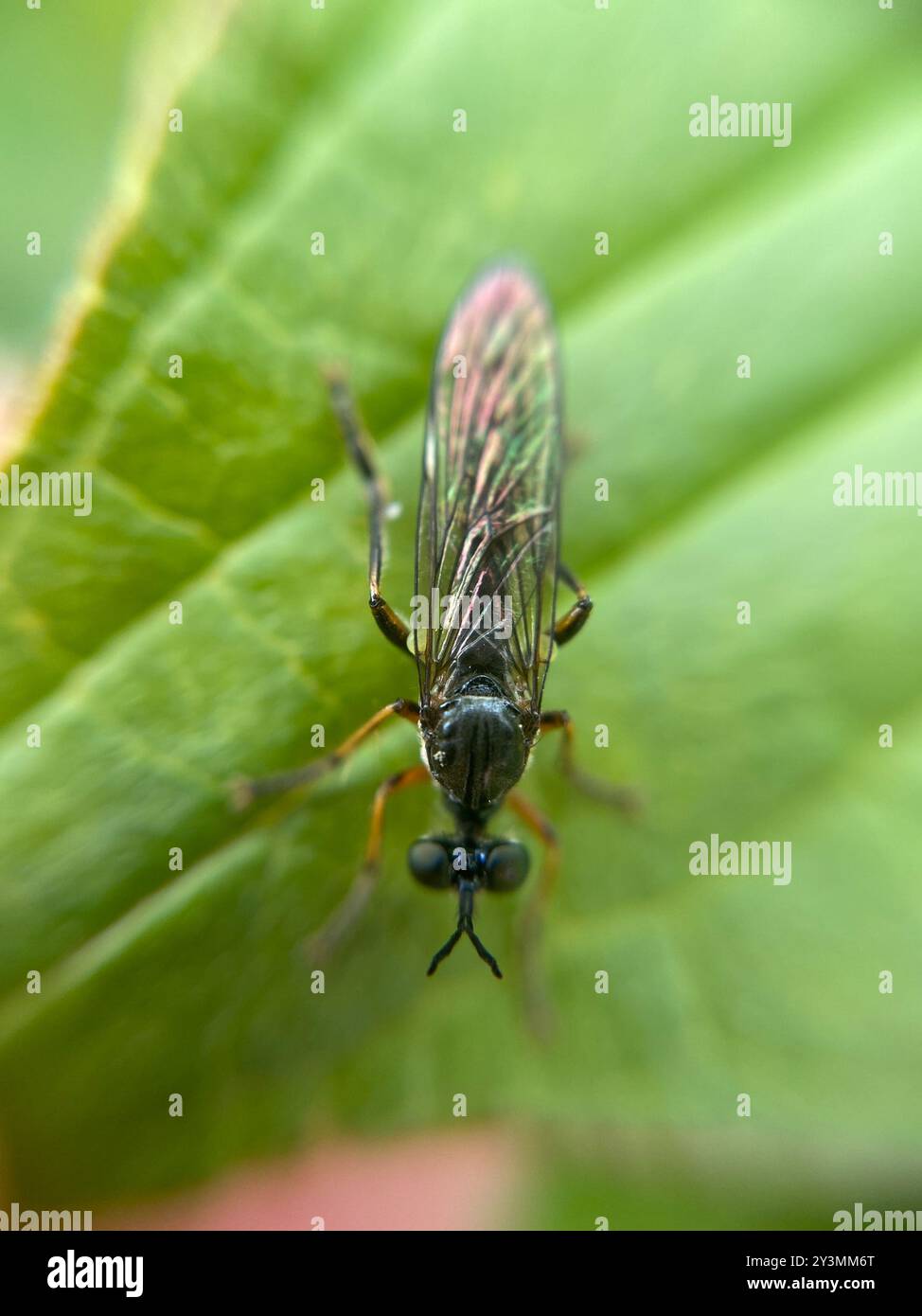 Streifenbeinige Räuberfliege (Dioctria hyalipennis) Insecta Stockfoto