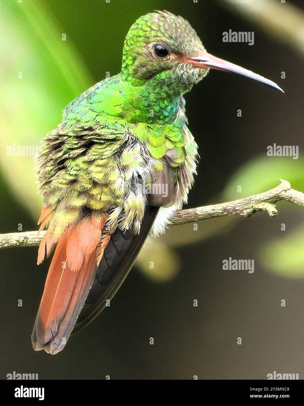 Vögel Stockfoto